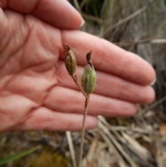 Calochilus platychilus at Aranda, ACT - 5 Dec 2017