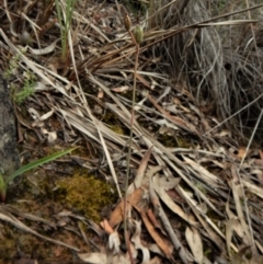 Calochilus platychilus at Aranda, ACT - 5 Dec 2017