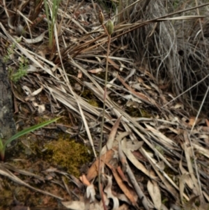 Calochilus platychilus at Aranda, ACT - 5 Dec 2017