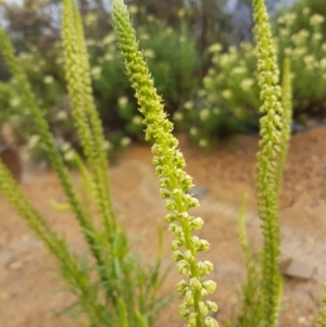 Reseda luteola at Michelago, NSW - 4 Dec 2017 02:35 PM