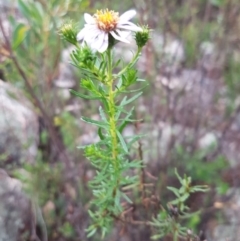 Olearia tenuifolia (Narrow-leaved Daisybush) at Michelago, NSW - 4 Dec 2017 by Lesleyishiyama