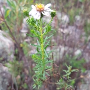 Olearia tenuifolia at Michelago, NSW - 4 Dec 2017