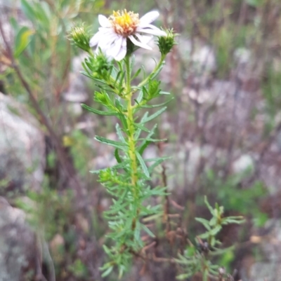 Olearia tenuifolia (Narrow-leaved Daisybush) at Michelago, NSW - 4 Dec 2017 by Lesleyishiyama