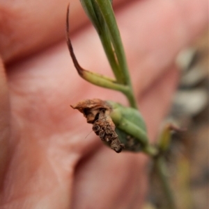 Calochilus sp. at Aranda, ACT - suppressed