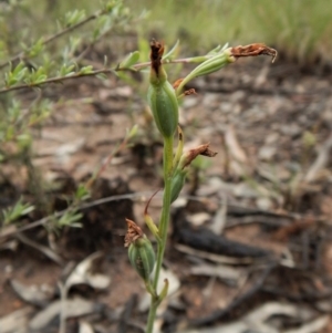 Calochilus sp. at Aranda, ACT - suppressed