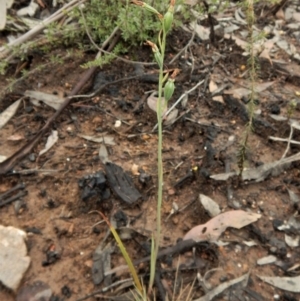 Calochilus sp. at Aranda, ACT - suppressed