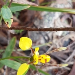 Diuris sulphurea (Tiger orchid) at Michelago, NSW - 3 Dec 2017 by Lesleyishiyama