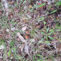 Laccaria sp. (Laccaria) at Red Hill to Yarralumla Creek - 5 Dec 2017 by ruthkerruish