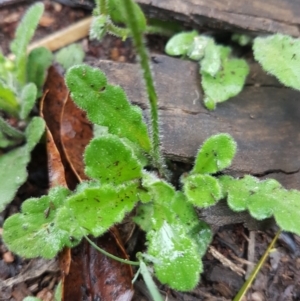 Lagenophora stipitata at Michelago, NSW - 4 Dec 2017 08:54 AM