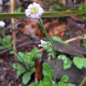 Lagenophora stipitata at Michelago, NSW - 4 Dec 2017 08:54 AM