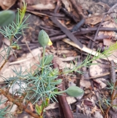 Gompholobium huegelii (pale wedge–pea) at Michelago, NSW - 4 Dec 2017 by Lesleyishiyama