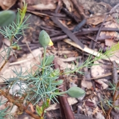 Gompholobium huegelii (Pale Wedge Pea) at Michelago, NSW - 3 Dec 2017 by Lesleyishiyama