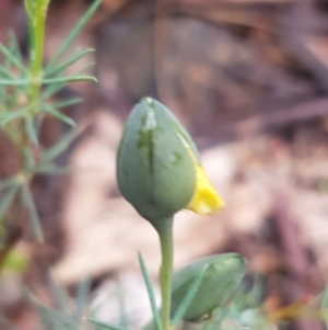 Gompholobium huegelii at Michelago, NSW - 4 Dec 2017