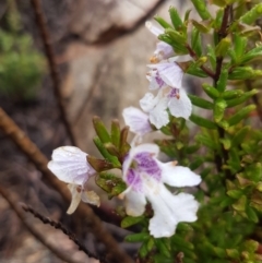 Prostanthera phylicifolia (Spiked Mint-bush) at Michelago, NSW - 3 Dec 2017 by Lesleyishiyama