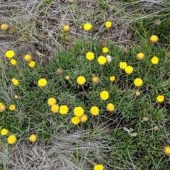 Rutidosis leiolepis (Monaro Golden Daisy) at Polo Flat, NSW - 5 Dec 2017 by NickWilson