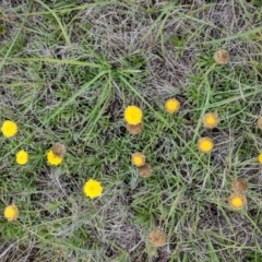 Rutidosis leiolepis at Polo Flat, NSW - 6 Dec 2017