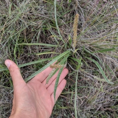 Plantago gaudichaudii (Narrow Plantain) at Polo Flat, NSW - 6 Dec 2017 by NickWilson