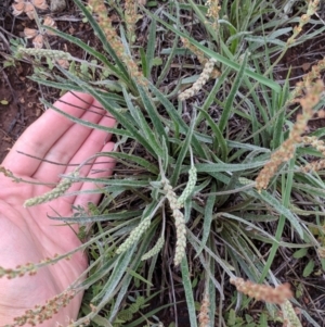 Plantago gaudichaudii at Polo Flat, NSW - 6 Dec 2017 10:02 AM