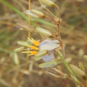 Dianella sp. aff. longifolia (Benambra) at Hume, ACT - 6 Dec 2017 05:12 PM