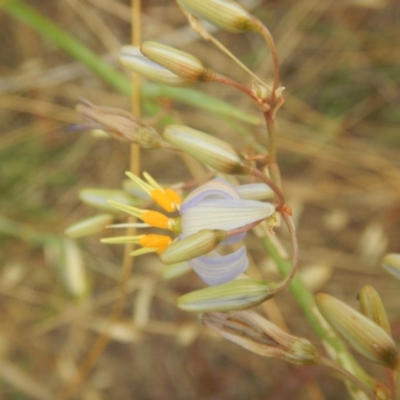 Dianella sp. aff. longifolia (Benambra) (Pale Flax Lily, Blue Flax Lily) at Hume, ACT - 6 Dec 2017 by MichaelMulvaney