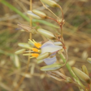 Dianella sp. aff. longifolia (Benambra) at Hume, ACT - 6 Dec 2017
