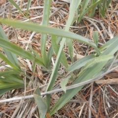 Dianella sp. aff. longifolia (Benambra) at Hume, ACT - 6 Dec 2017 05:12 PM