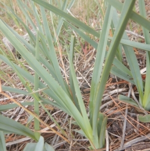Dianella sp. aff. longifolia (Benambra) at Hume, ACT - 6 Dec 2017 05:12 PM