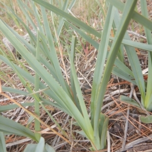 Dianella sp. aff. longifolia (Benambra) at Hume, ACT - 6 Dec 2017