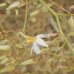 Dianella sp. aff. longifolia (Benambra) at Hume, ACT - 6 Dec 2017 05:12 PM