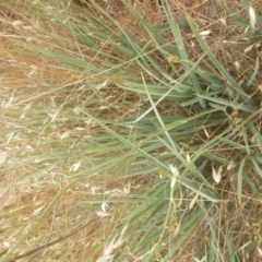 Dianella sp. aff. longifolia (Benambra) at Hume, ACT - 6 Dec 2017 05:12 PM