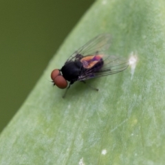 Platypezidae sp. (family) (Unidentified platypezid fly) at Higgins, ACT - 4 Dec 2017 by Alison Milton