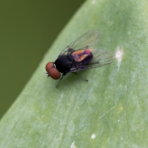 Platypezidae (family) at Higgins, ACT - 5 Dec 2017