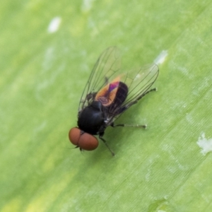 Platypezidae (family) at Higgins, ACT - 5 Dec 2017