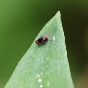 Platypezidae (family) at Higgins, ACT - 5 Dec 2017