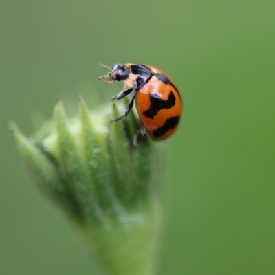 Coccinella transversalis (Transverse Ladybird) at Higgins, ACT - 5 Dec 2017 by AlisonMilton