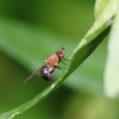 Lauxaniidae (family) (Unidentified lauxaniid fly) at Higgins, ACT - 5 Dec 2017 by Alison Milton