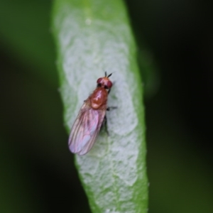 Lauxaniidae (family) at Higgins, ACT - 5 Dec 2017 11:23 AM