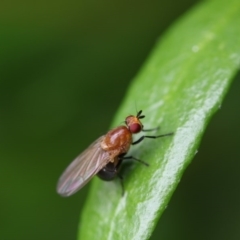 Lauxaniidae (family) at Higgins, ACT - 5 Dec 2017 11:23 AM