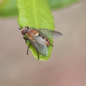 Tachinidae (family) at Higgins, ACT - 5 Dec 2017