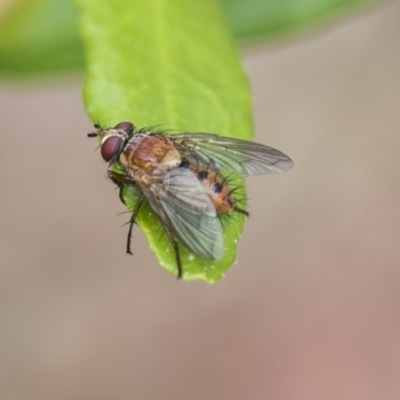 Tachinidae (family) (Unidentified Bristle fly) at Higgins, ACT - 5 Dec 2017 by AlisonMilton