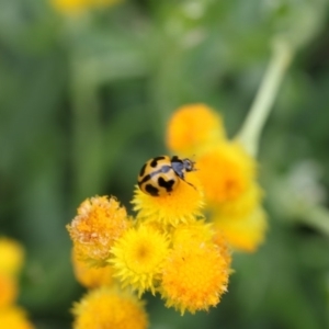 Coccinella transversalis at Higgins, ACT - 5 Dec 2017 11:36 AM