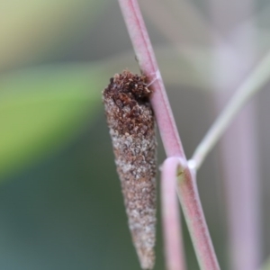 Conoeca or Lepidoscia (genera) IMMATURE at Higgins, ACT - 5 Dec 2017