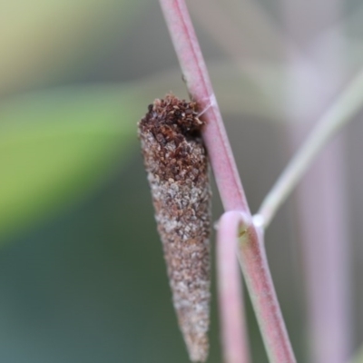 Conoeca or Lepidoscia (genera) IMMATURE (Unidentified Cone Case Moth larva, pupa, or case) at Higgins, ACT - 5 Dec 2017 by AlisonMilton