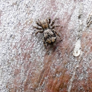 Servaea sp. (genus) at Higgins, ACT - 5 Dec 2017 01:26 PM