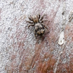 Servaea sp. (genus) (Unidentified Servaea jumping spider) at Higgins, ACT - 5 Dec 2017 by Alison Milton