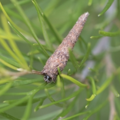 Lepidoscia (genus) IMMATURE (Unidentified Cone Case Moth larva, pupa, or case) at Higgins, ACT - 5 Dec 2017 by AlisonMilton