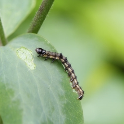 Helicoverpa armigera (Cotton bollworm, Corn earworm) at Higgins, ACT - 6 Dec 2017 by AlisonMilton