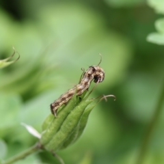 Helicoverpa armigera (Cotton bollworm, Corn earworm) at Higgins, ACT - 6 Dec 2017 by Alison Milton