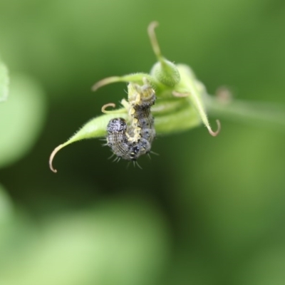 Helicoverpa armigera (Cotton bollworm, Corn earworm) at Higgins, ACT - 6 Dec 2017 by AlisonMilton