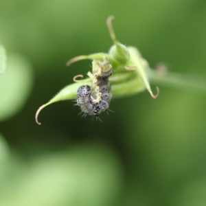 Helicoverpa armigera at Higgins, ACT - 6 Dec 2017